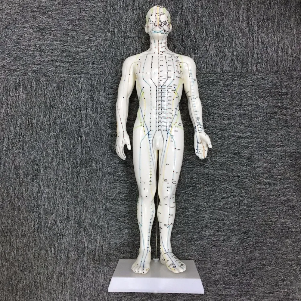 
26cm Female Acupuncture model 