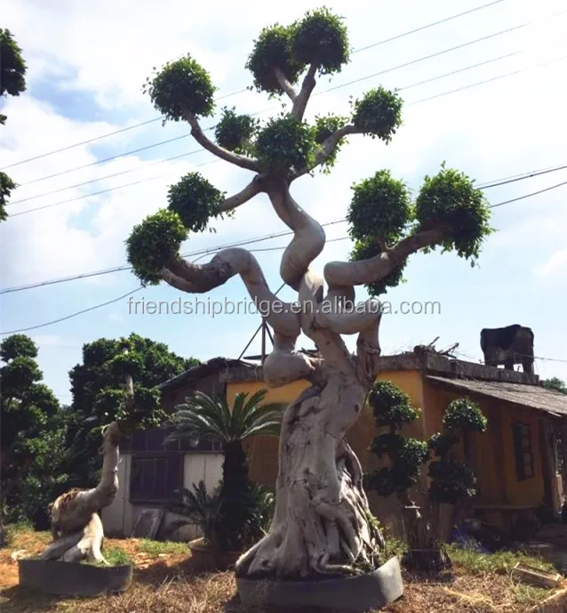 Классический горшок для чая фикус микро карпа бонсай