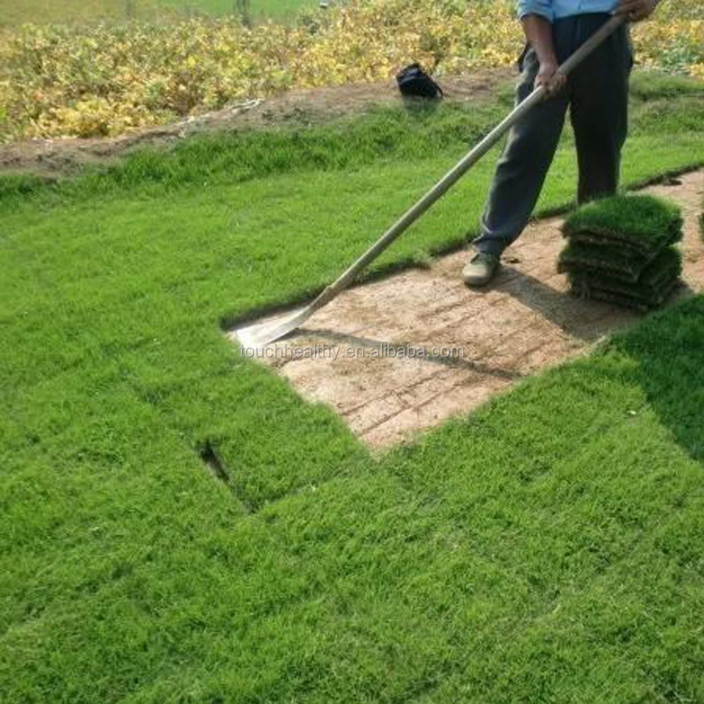
2021 Unhulled coated Bermuda grass lawn seeds turfgrass seeds for sales 