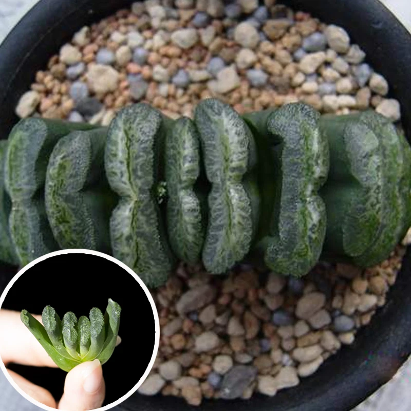Красочные суккулентные растения haworthia