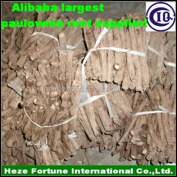 Легкая посадка, рассады корней павловнии, оптовая продажа с завода