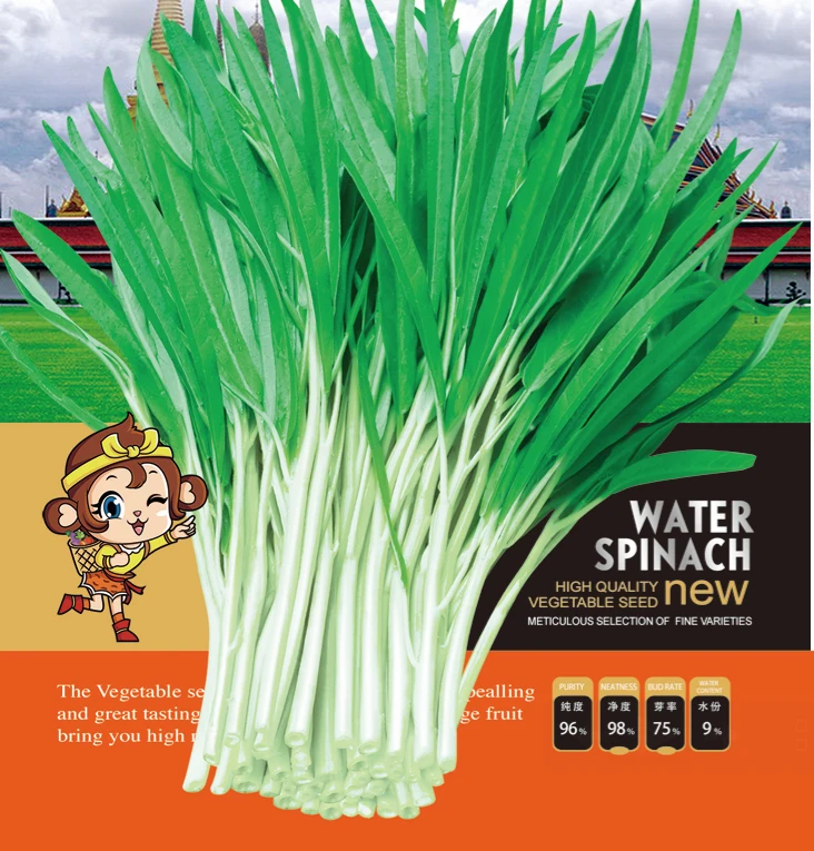
Suntoday Green leaf White stem kongxin cai kangkong water spinach seeds 1kg/bag 