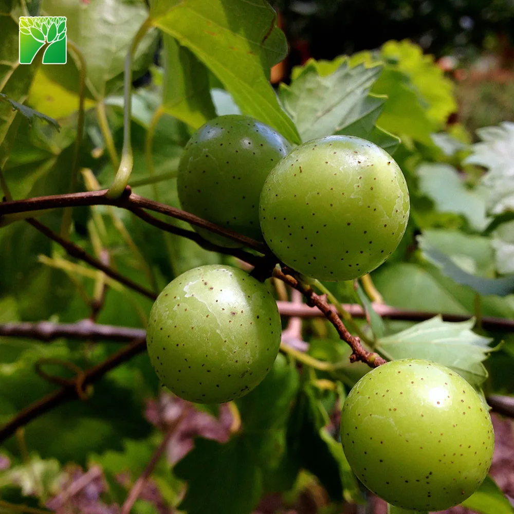 
 Полный солнце 8-12 футов зрелые высокие саженцы фрукты фри мускадин витис винифера  