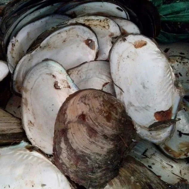 Promotion Price Chinese Freshwater Pearl Shell River Seashell in Cheap Price