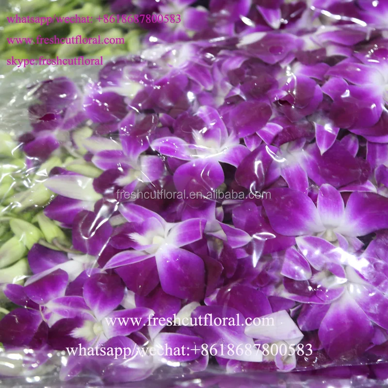 Best Wholesale Business Orchid Phalaenopsis And Natural Fresh Cut Flowers For Home Usage