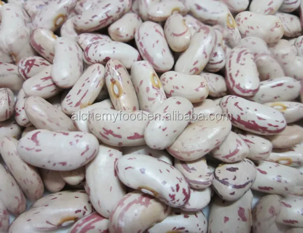 best price of light kidney bean for hot sale with good quality