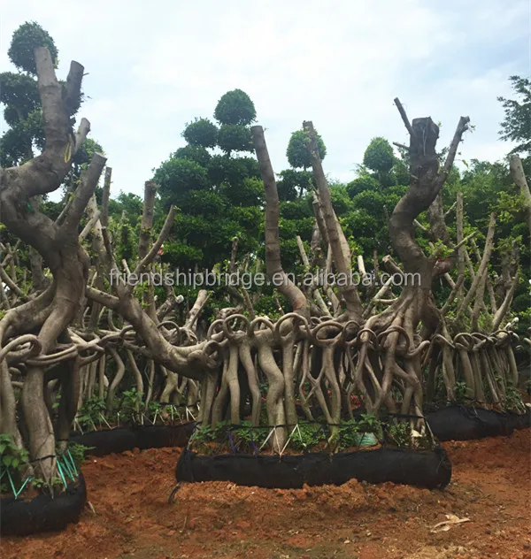 Zhangzhou Unique shape Ficus microcarpa bonsai
