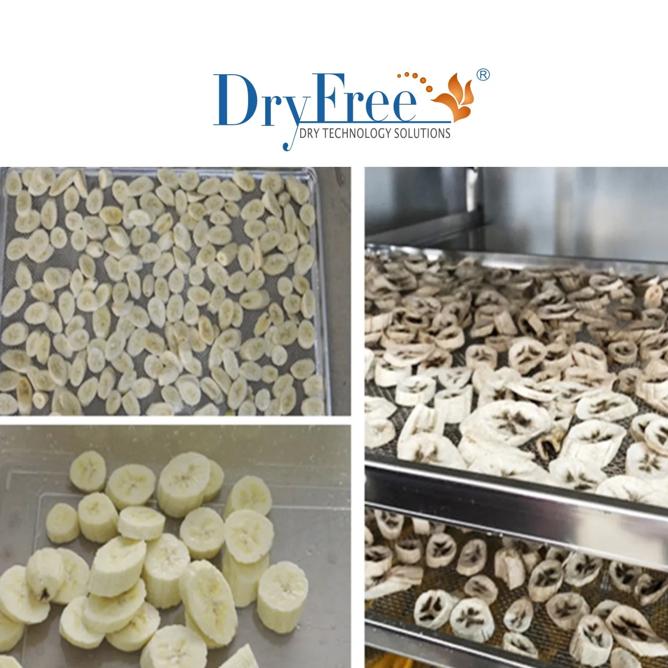 Solar food dryer and automatic type coconut dryer or solar dryer for cassava/coconut drying machine with CE Certification