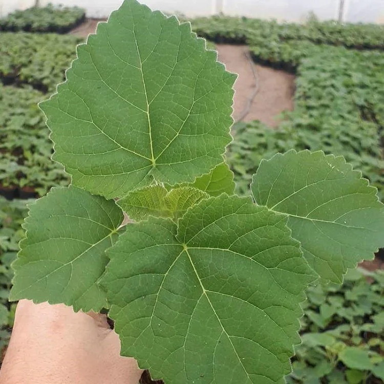 FTE paulownia корней