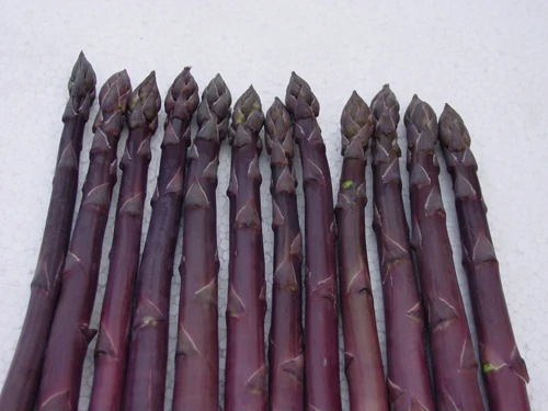 
Suntoday Red purple hybrid F1 asparagus seeds 10gr/bag 