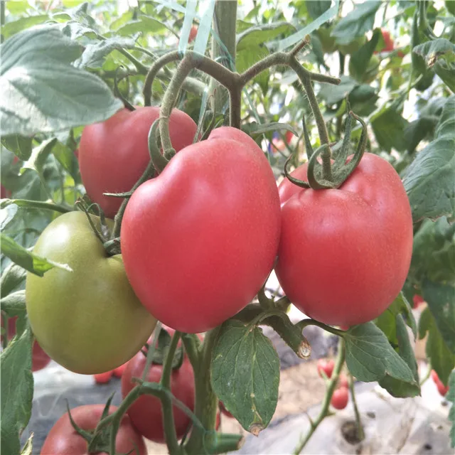 
Suntoday Indeterminate TY russian turkey big round hybrid tomato seeds 10gr/bag 