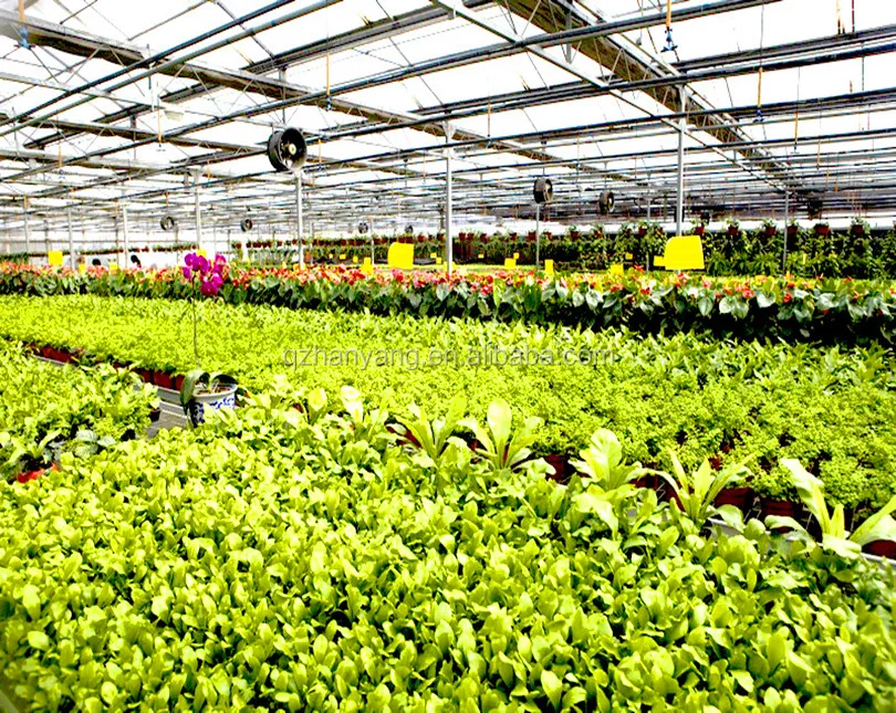 PC sheet steel structure frame house polycarbonate greenhouse with hydroponic system