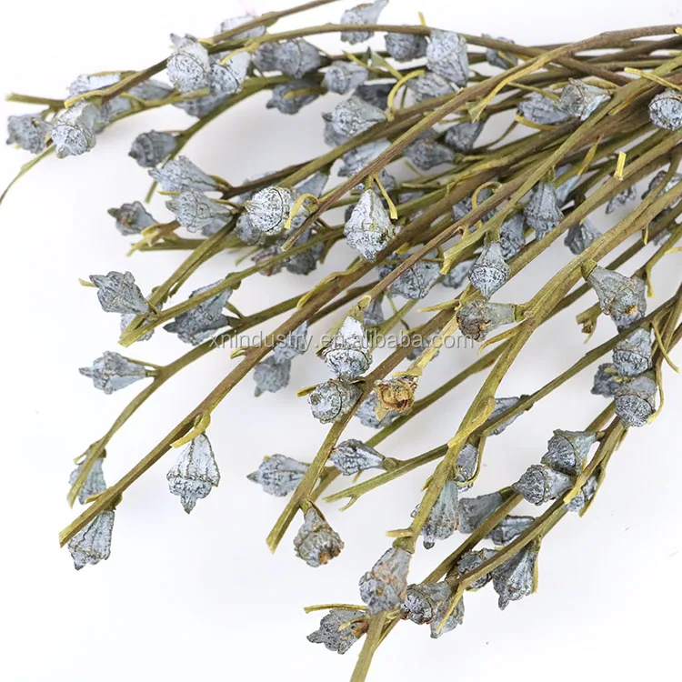 Plant Dry Eucalyptus Fruit Bouquet Wholesale Wreaths Natural Decorative Flowers Wedding Dried Eucalyptus Berry with Stem