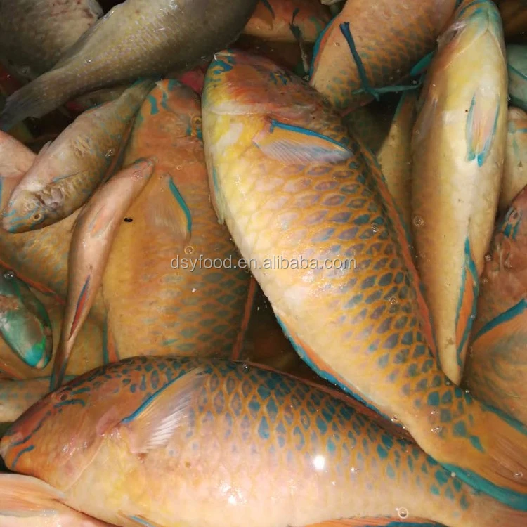 frozen parrot fish for sale