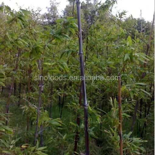 
zi zhu zhong zi high germination black bamboo seeds 