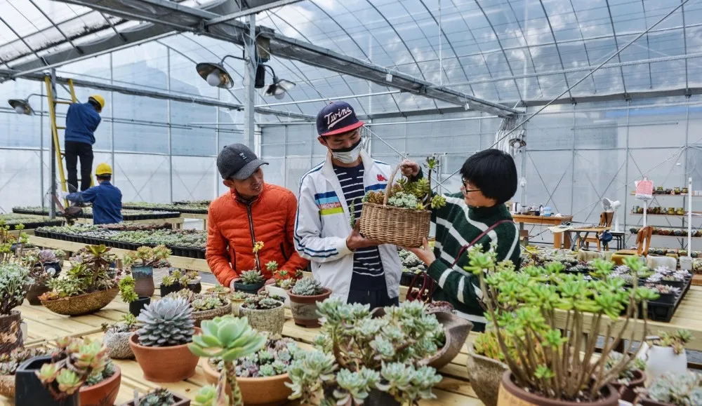 high quality tunnel greenhouse with succulent fleshiness