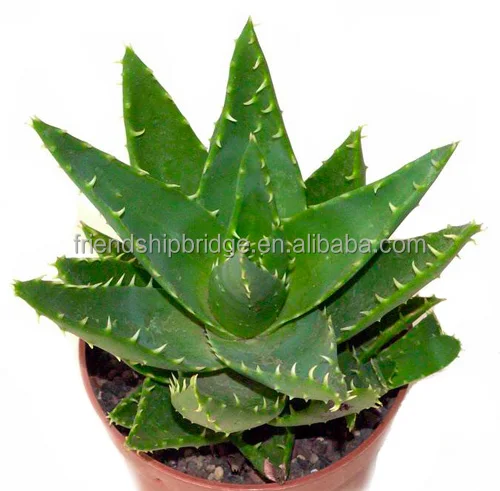 
Aloe vera small plant 