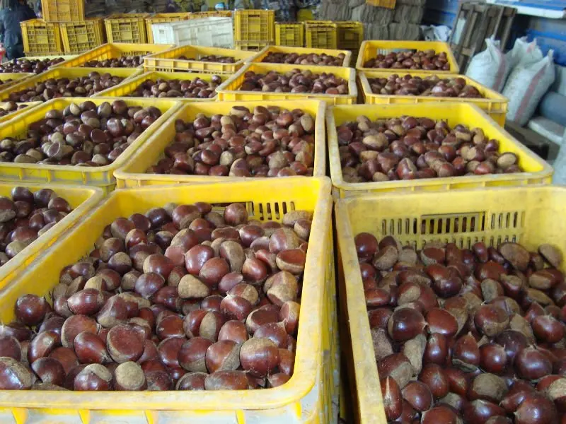 
2020 new season chestnut 30-40 40-50 50-60 