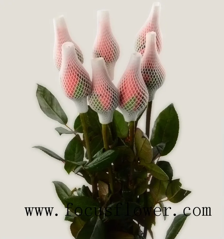 Wholesale fresh cut roses fresh jasmine flowers pink movie star rose from Yunnan