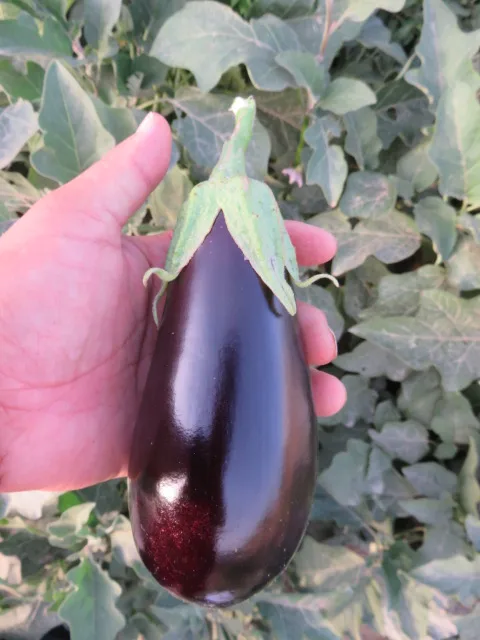 
Suntoday black beauty Bulb Eggfruit vegetable f1 hybrid Eggplant seeds 5gr/bag=1000seeds 