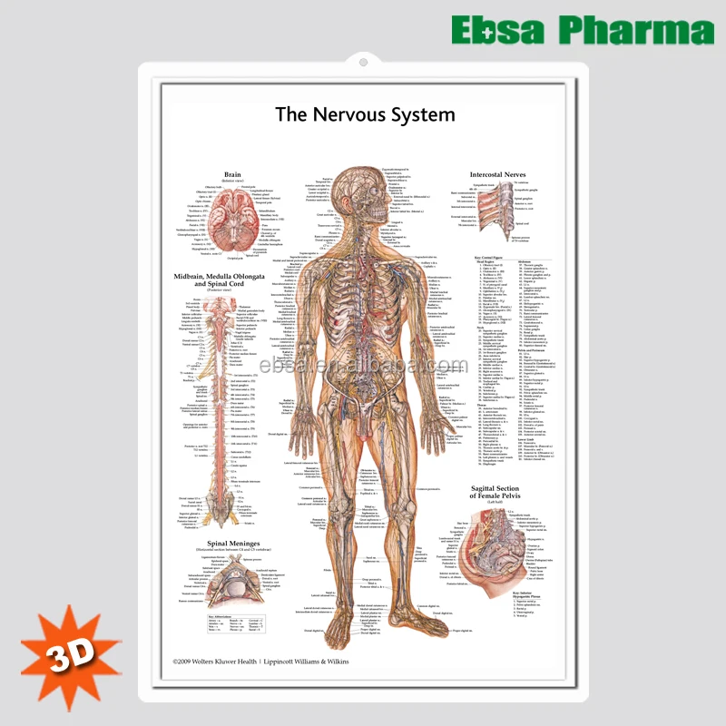 3D Medical Human Anatomy Wall Charts / Poster - The Nervous System