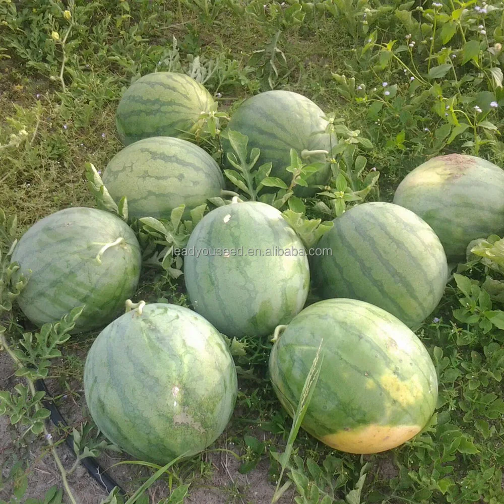 Новинка, гибридные семена арбуза W01 f1 большого размера