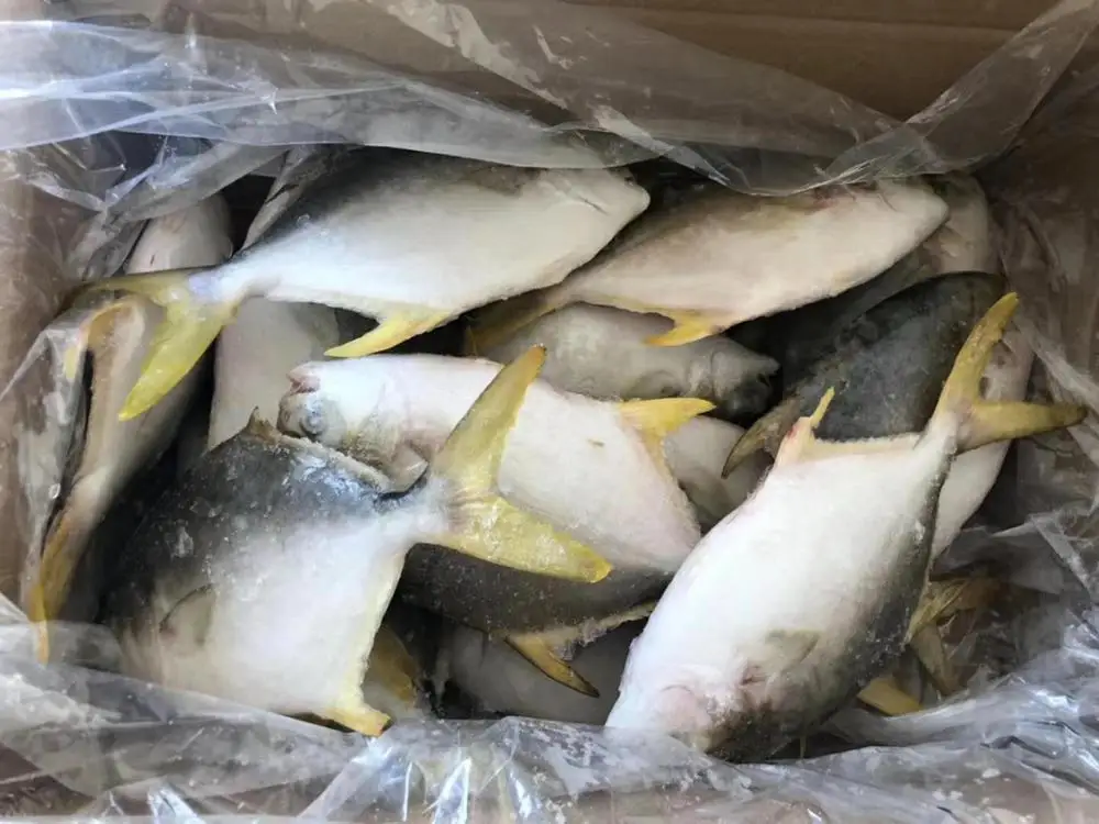 Frozen golden pomfret whole round