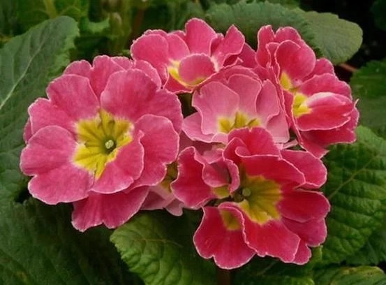 Hybrid F1 Primula Malacoides Flower Seeds For Cultivation