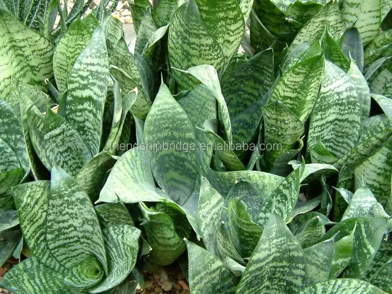 
golden green Sansevieria for indoor ornamental bonsai plants 