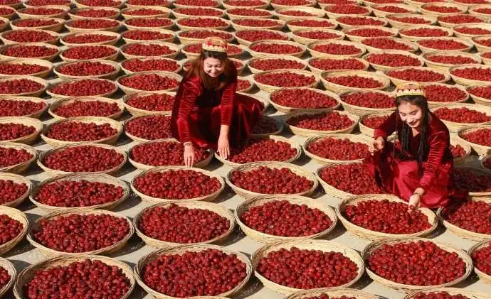 
Dried jujube Red dates factory wholesale prices 