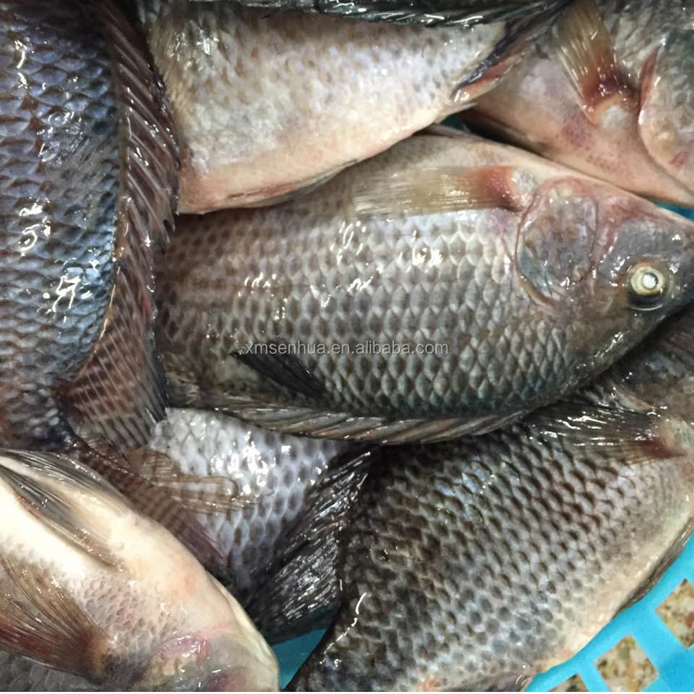 Chinese frozen tilapia fish for Congo tilapia distributors