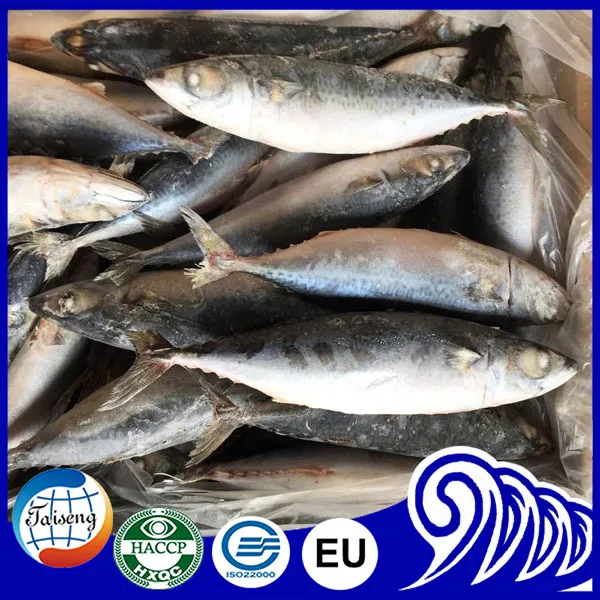 Морская свежая рыба замороженная Тихоокеанская скумбрия замороженная скумбрия