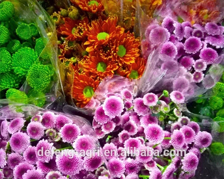 Chrysanthemum long stem flowers fresh cut flowers