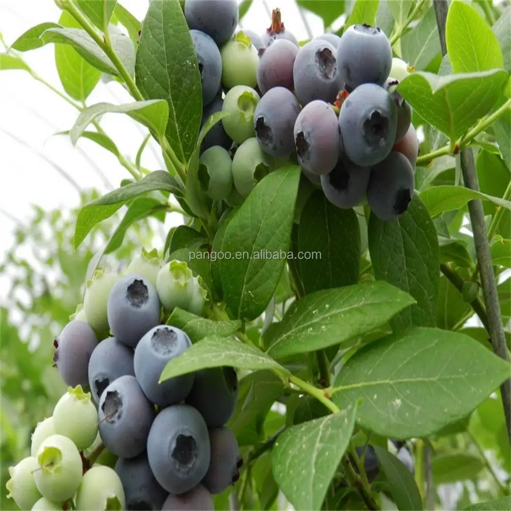 Good bacteria for Soil & Plant