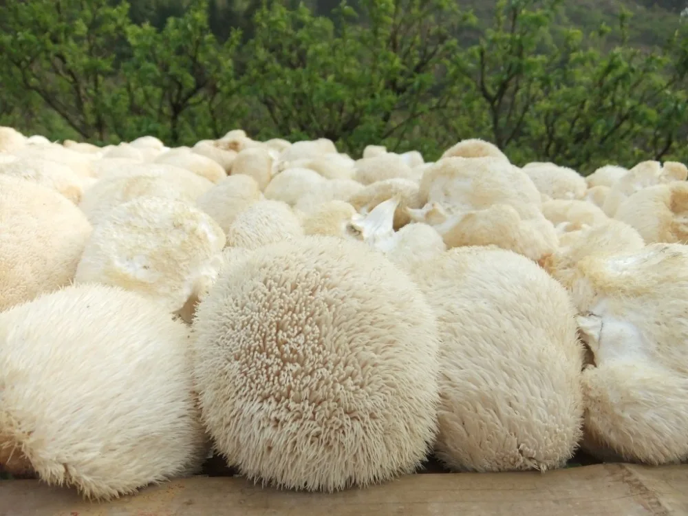 Detan свежий гриб Львиной гривы