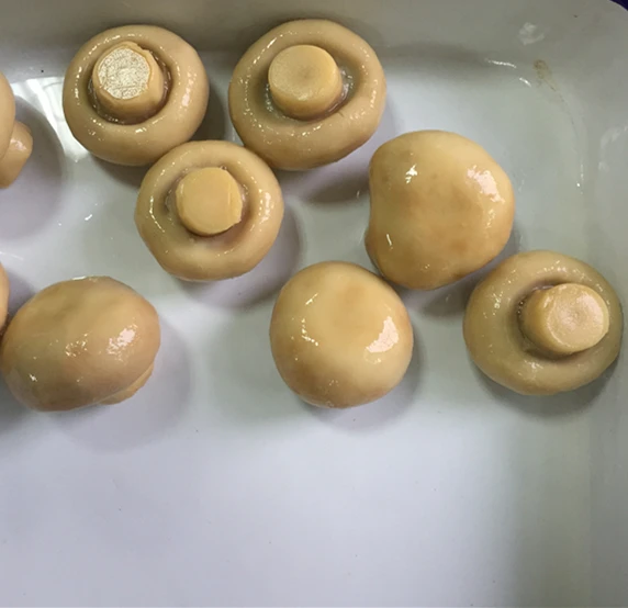 
Canned Style and 24 Shelf Life canned champignon mushroom 
