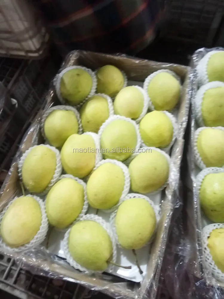
Shandong Pear 