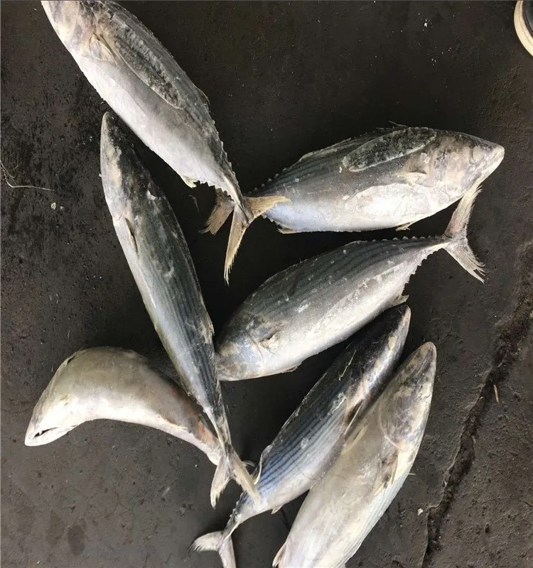 
Sea frozen sarda bonito fish for market 