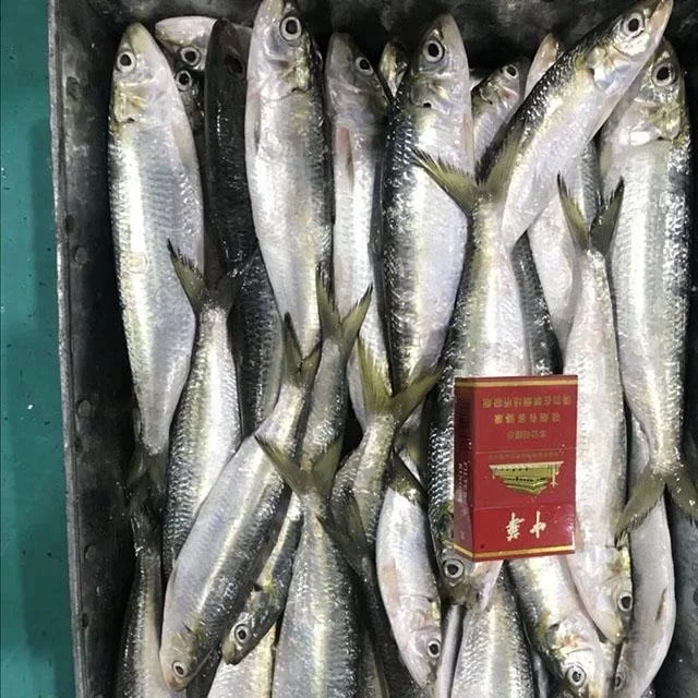 
High Quality Fish Small Size Frozen Canning Tuna Sardine Morocco <span style=