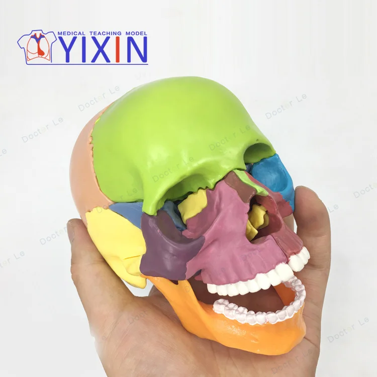
4D mini head bone assembly model color human skull model primary color art painting 15 parts 