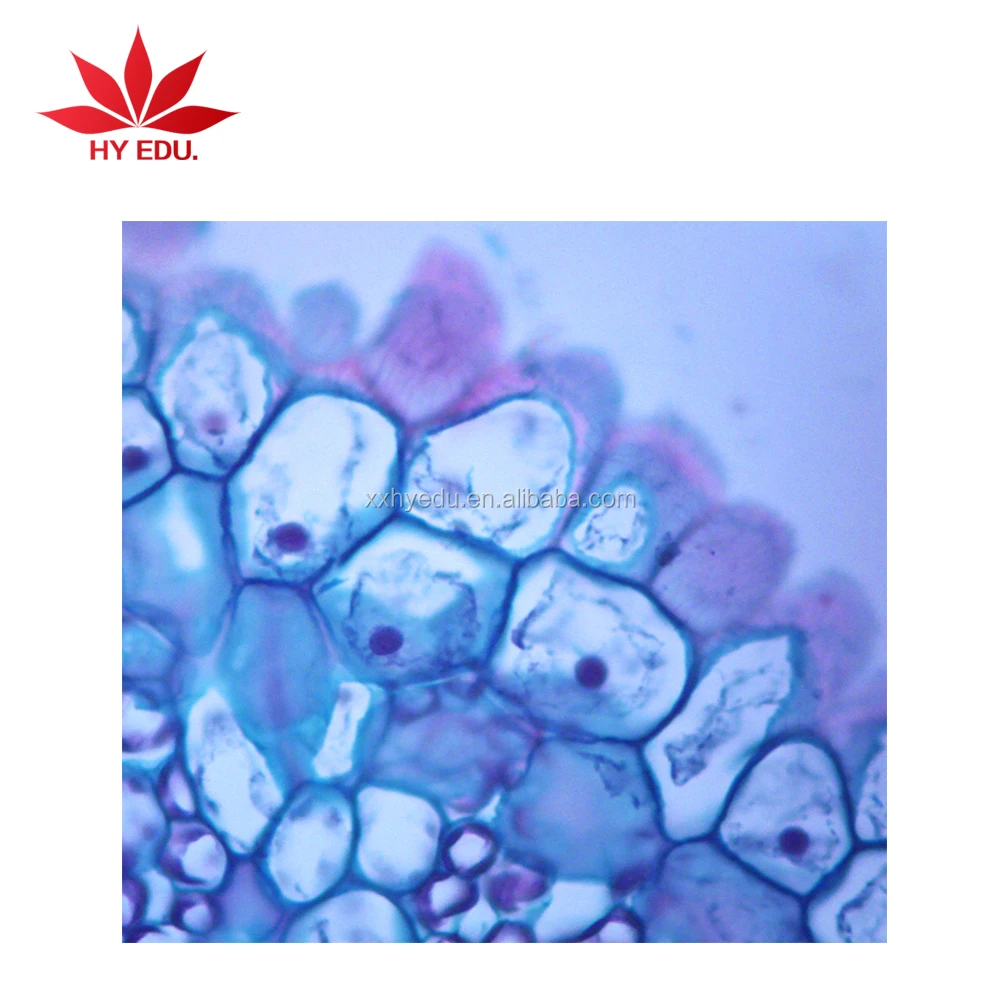 Высококачественный микроскоп 100 шт. в комплекте готовые слайды с прямой фабрики