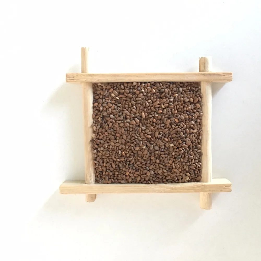 
S616 Mi Hou Tao Best Price tropical Planting Kiwi Tree Fruit Seeds 