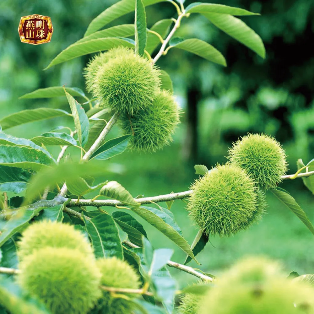 2020 Chinese Organic Hebei Origin Wholesale Harvesting Fresh Chestnuts
