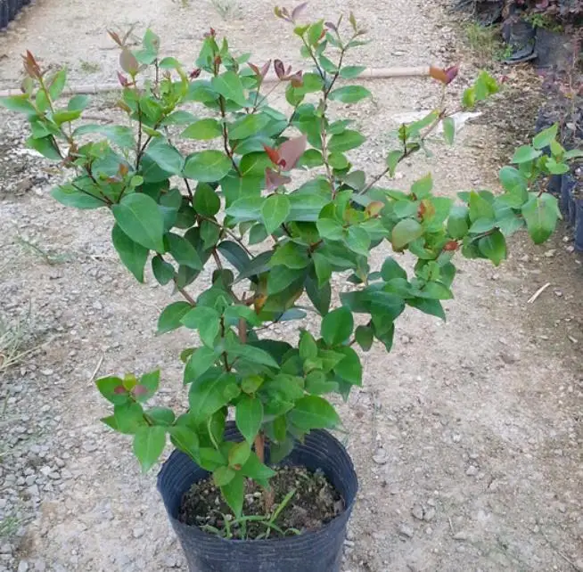 Новая поставка, Eugenia uniflora, Детские Растения для посадки