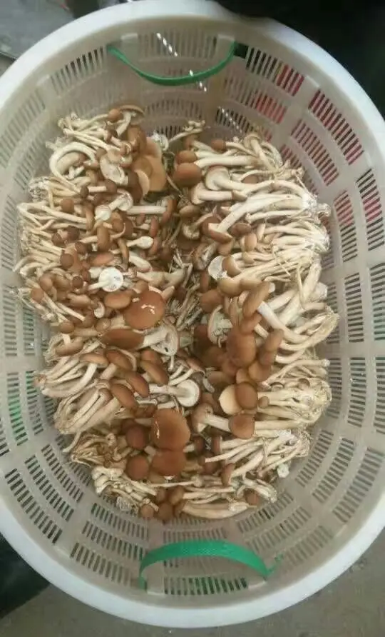Agrocybe Cylindracea in All Types of Mushrooms