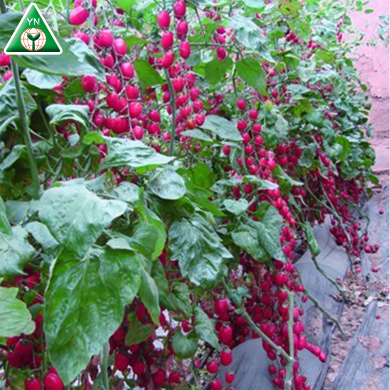 Розовая роза F1 гибридные семена томатов вишни Ранняя зрелость овальная форма жесткая кожа