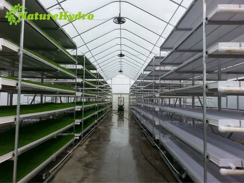 Microgreen hydroponic trays hydroponic channels wheat grass growing machine