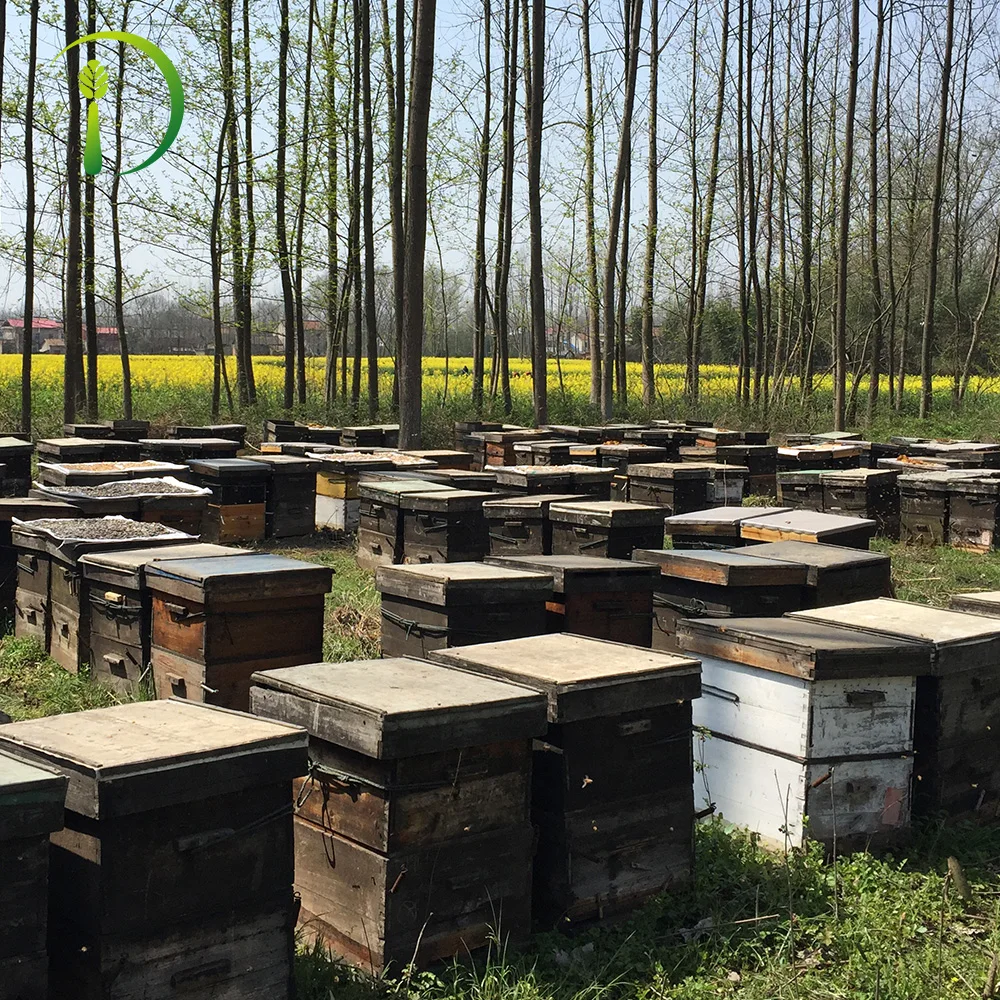 Bear Bottle Natural bee Honey 250