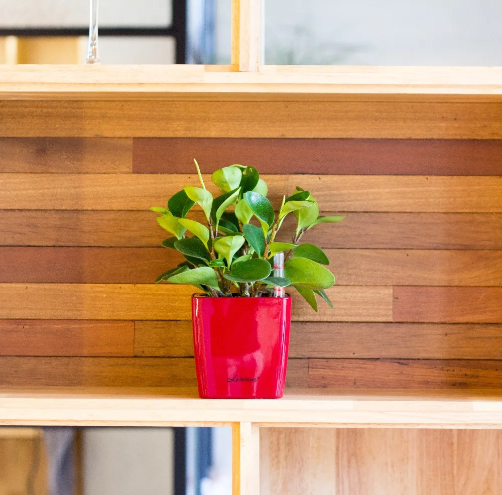 Leizisure Tropical Bonsai Plastic Flower Plant Pots With Self-watering Function