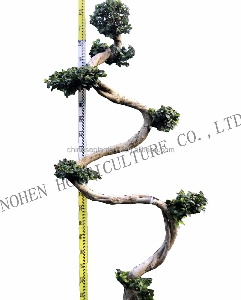 
 Фикус микро карпа в форме S, фикус бонсай, декоративные растения для сада  